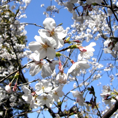 SAKURA blossoms for iPad
