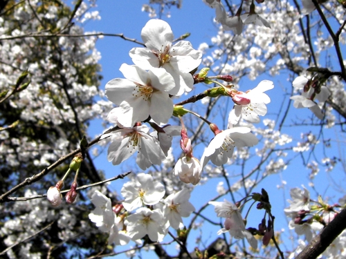 SAKURA blossoms for IS03