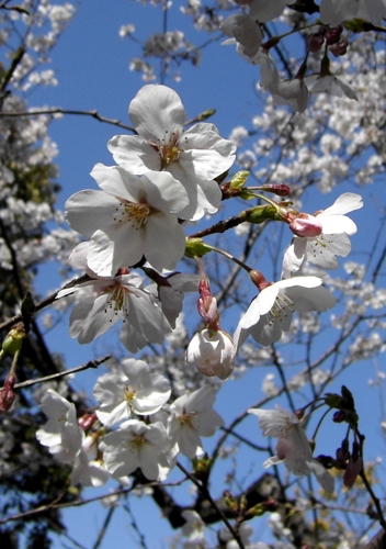 SAKURA blossoms