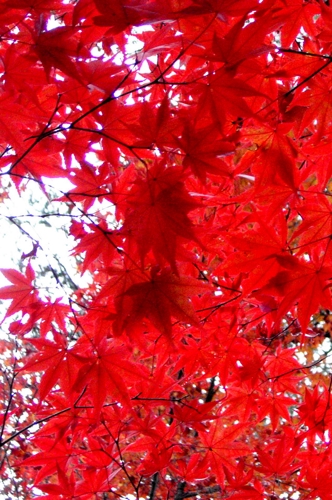 Autumn Color for iPhone