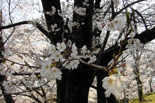 SAKURA blossoms