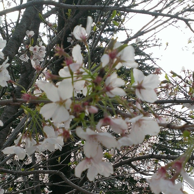 だいぶ葉桜