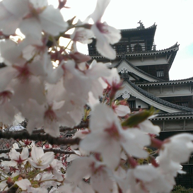 桜とお城