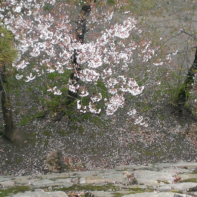 桜、上からのアングル
