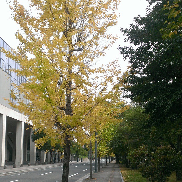 広島城北側 銀杏並木