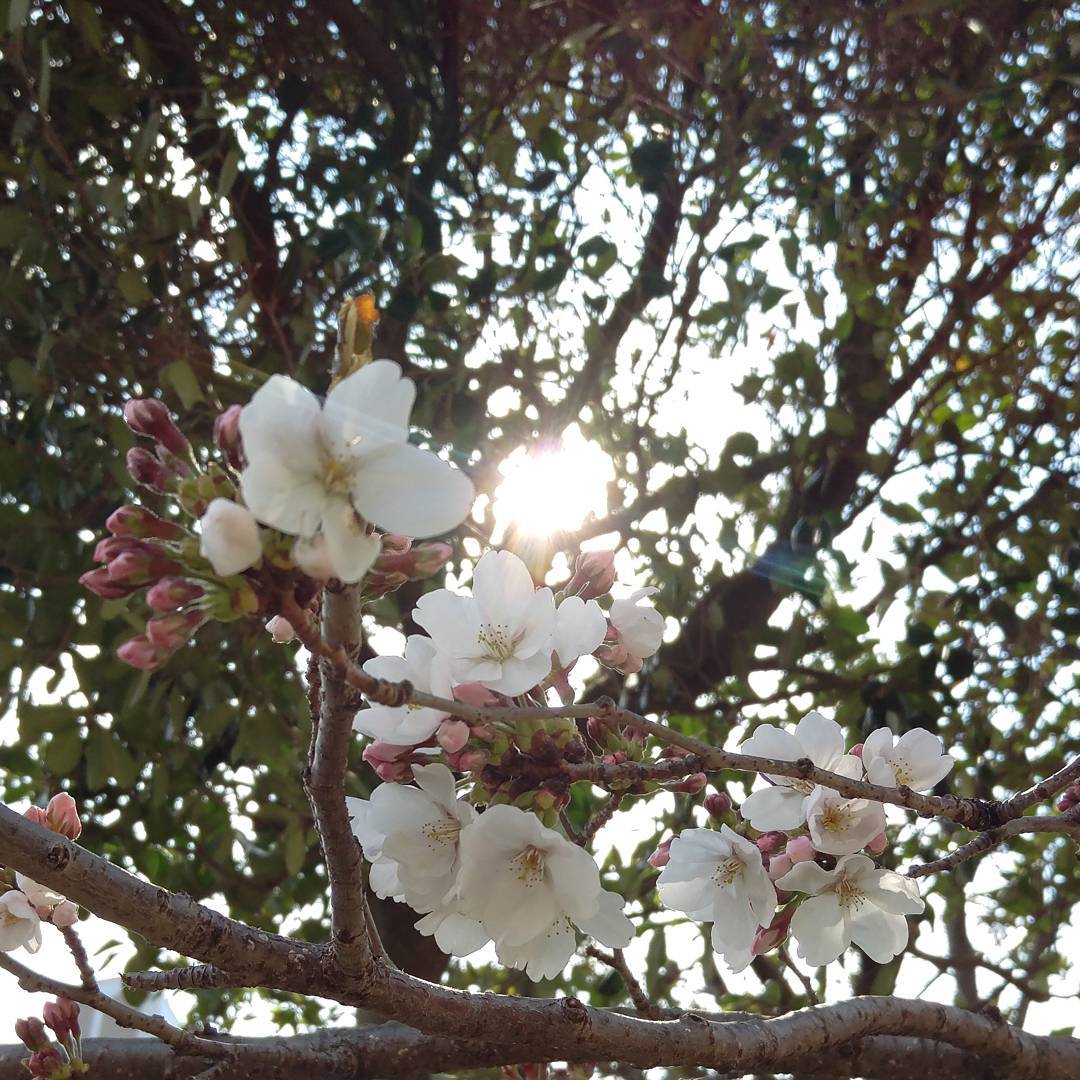 近所の桜、咲き始めた。なんとなく逆光でw