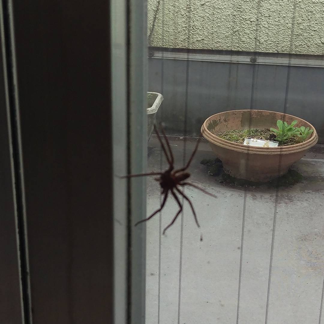 背景にピントが合っちゃったw 最近うちに住み着いてる蜘蛛。蜘蛛は益虫なので基本放置なのだが毒とかないよなぁ。