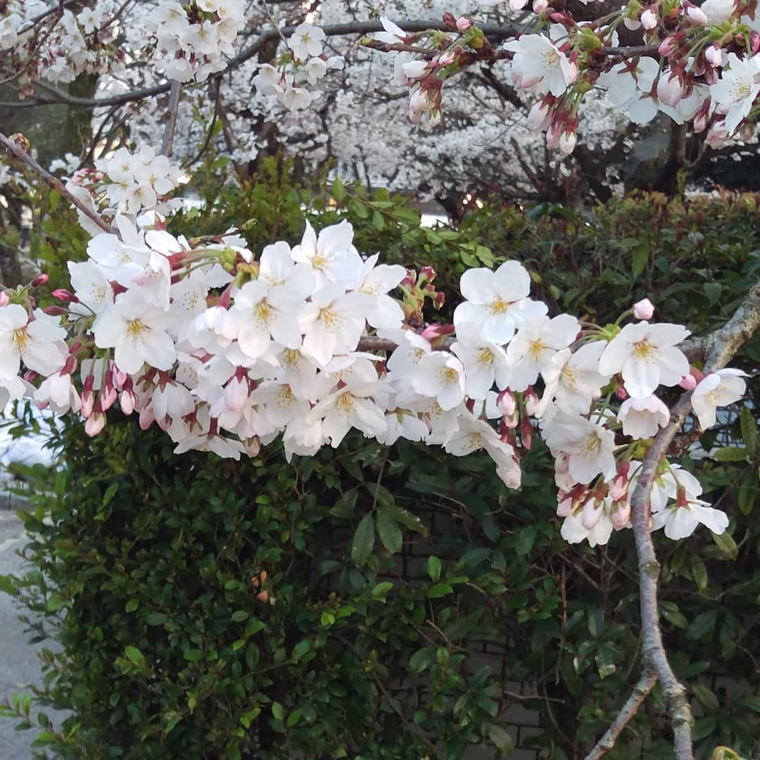 やっぱ昨日今日で一気に咲いたよね、桜。