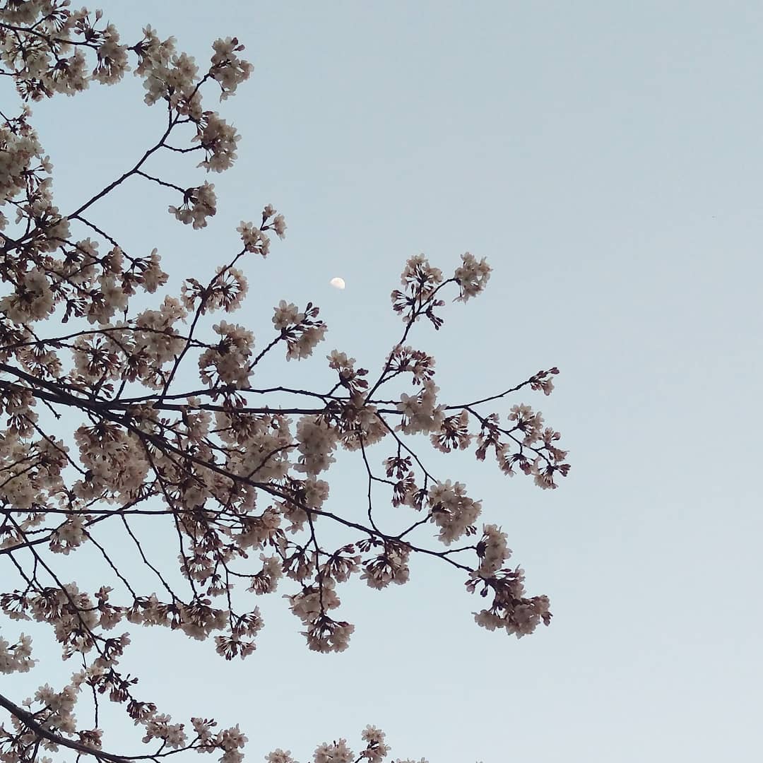 上弦過ぎの月と桜